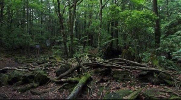 aokigahara foresta